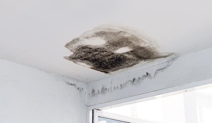 Ceiling damaged due to mold growth