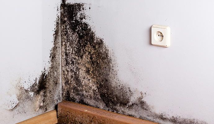 Black mold in room corner