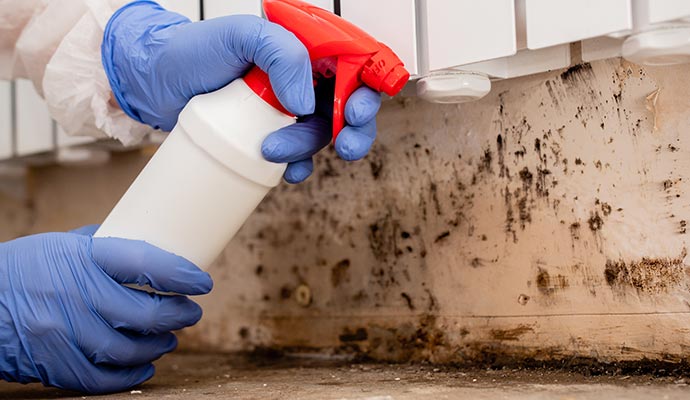 Mold Removal & Remediation in Michigan