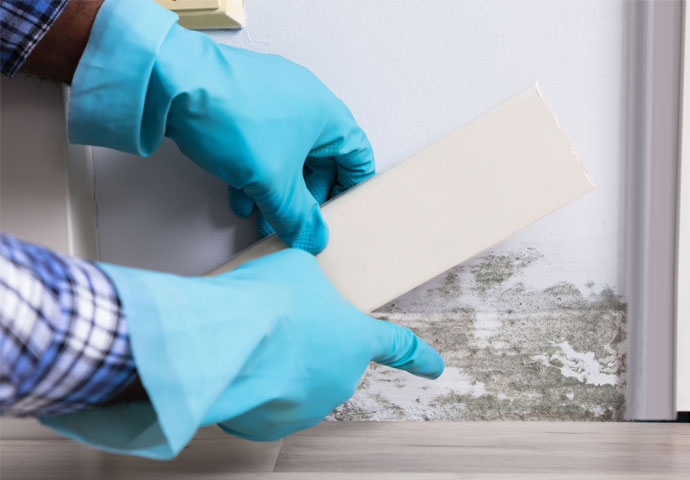 Mold testing