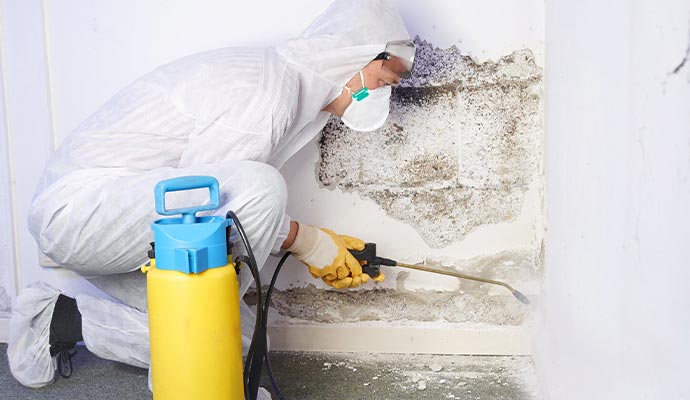 Professional Mold Decontamination in Michigan