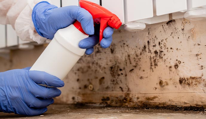 Professional mold remediation
