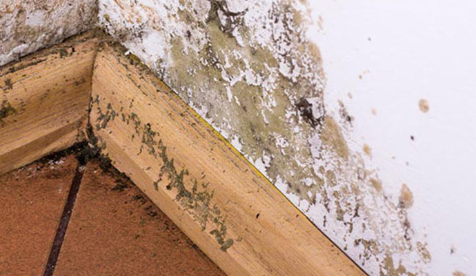 Structural mold damage