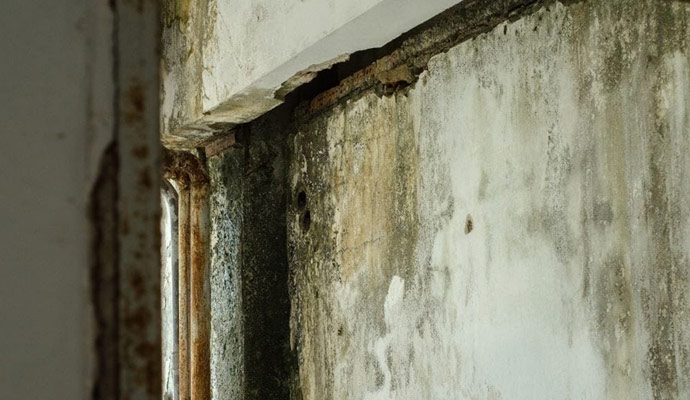 Structural mold damage